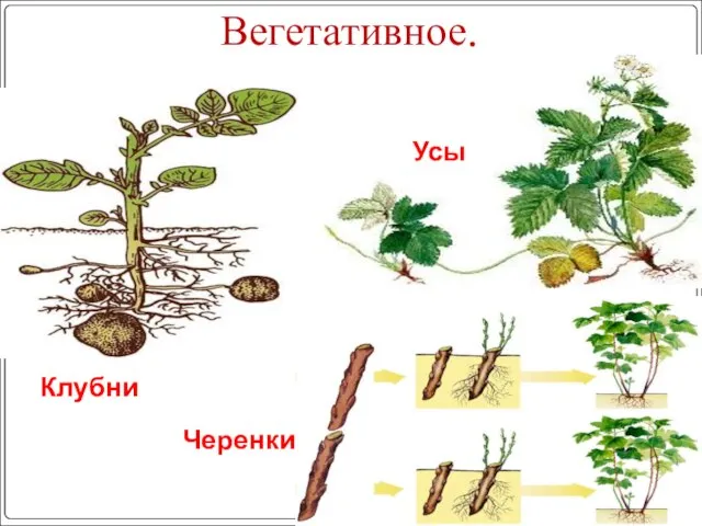 Вегетативное. Клубни Черенки Усы