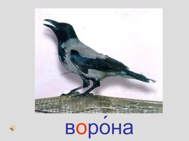 воро́на