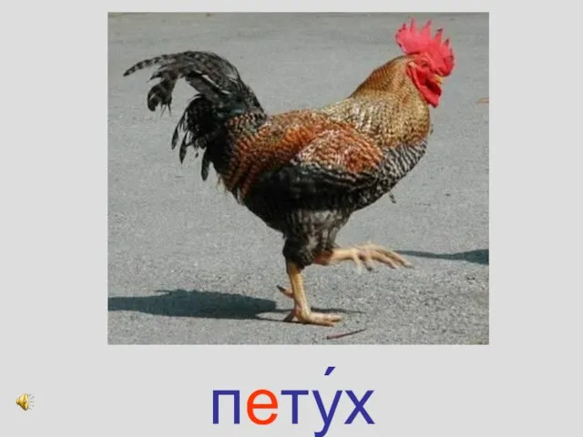 пету́х