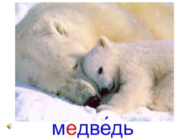 медве́дь