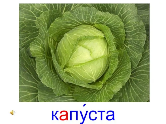 капу́ста