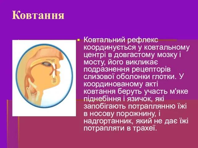 Ковтальний рефлекс координується у ковтальному центрі в довгастому мозку і мосту,