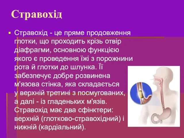 Стравохід - це пряме продовження глотки, що проходить крізь отвір діафрагми,