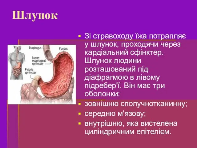 Зі стравоходу їжа потрапляє у шлунок, проходячи через кардіальний сфінктер. Шлунок