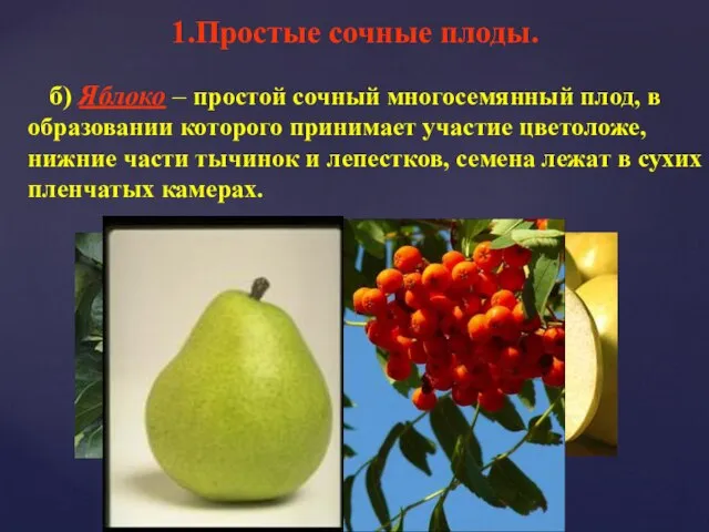 б) Яблоко – простой сочный многосемянный плод, в образовании которого принимает