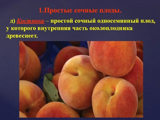 д) Костянка – простой сочный односемянный плод, у которого внутренняя часть околоплодника древеснеет. 1.Простые сочные плоды.