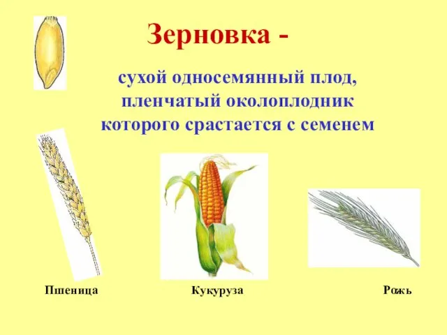 Зерновка - сухой односемянный плод, пленчатый околоплодник которого срастается с семенем Пшеница Кукуруза Рожь