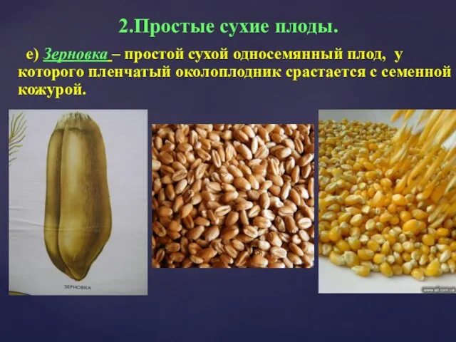 е) Зерновка – простой сухой односемянный плод, у которого пленчатый околоплодник