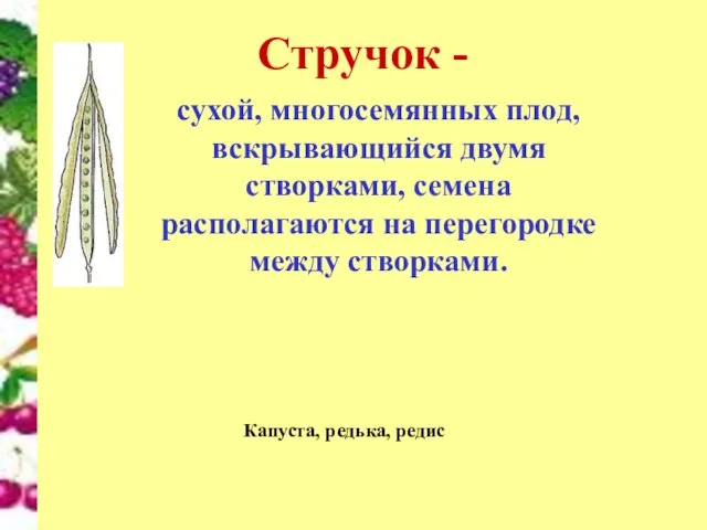 Стручок - сухой, многосемянных плод, вскрывающийся двумя створками, семена располагаются на