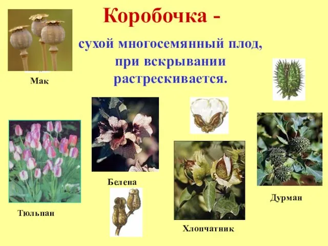 Коробочка - сухой многосемянный плод, при вскрывании растрескивается. Тюльпан Дурман Белена Хлопчатник Мак