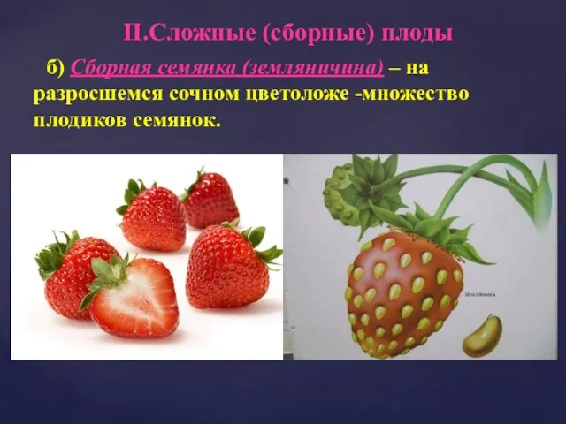 б) Сборная семянка (земляничина) – на разросшемся сочном цветоложе -множество плодиков семянок. II.Сложные (сборные) плоды