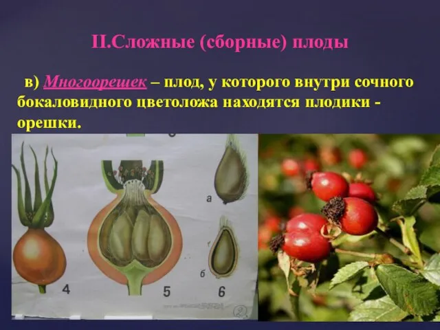в) Многоорешек – плод, у которого внутри сочного бокаловидного цветоложа находятся