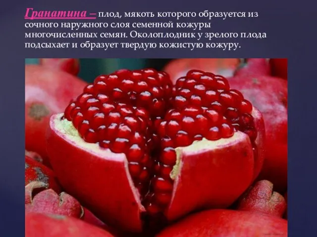 Гранатина – плод, мякоть которого образуется из сочного наружного слоя семенной