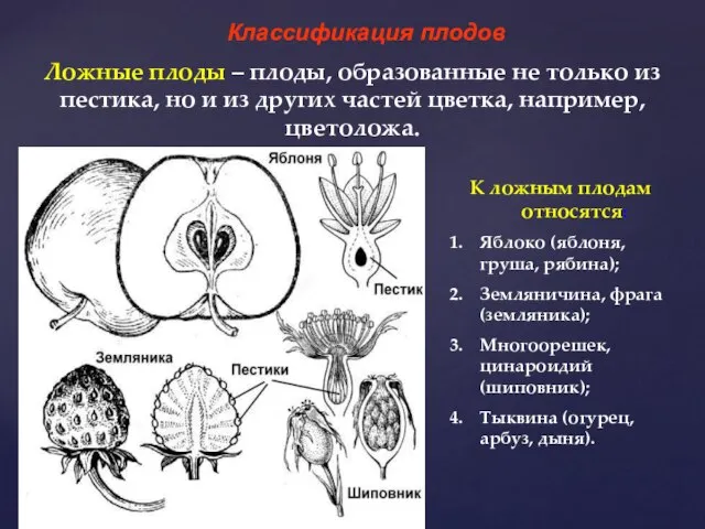 Классификация плодов Ложные плоды – плоды, образованные не только из пестика,