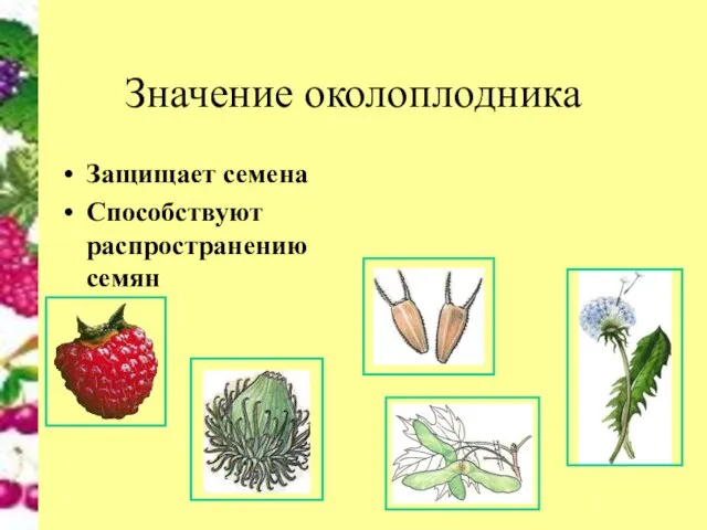 Значение околоплодника Защищает семена Способствуют распространению семян