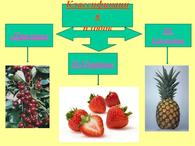 Классификация плодов I.Простые III.Соплодия II.Сборные