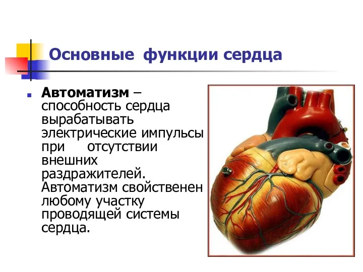 Основные функции сердца Автоматизм – способность сердца вырабатывать электрические импульсы при