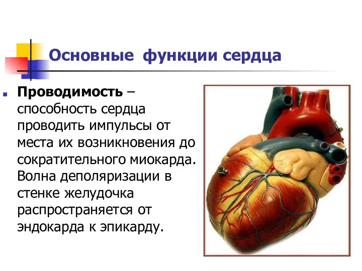 Основные функции сердца Проводимость – способность сердца проводить импульсы от места