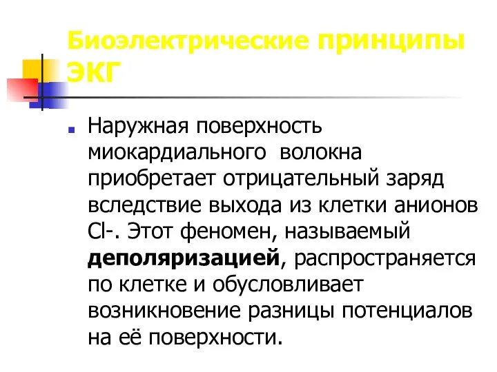 Биоэлектрические принципы ЭКГ Наружная поверхность миокардиального волокна приобретает отрицательный заряд вследствие