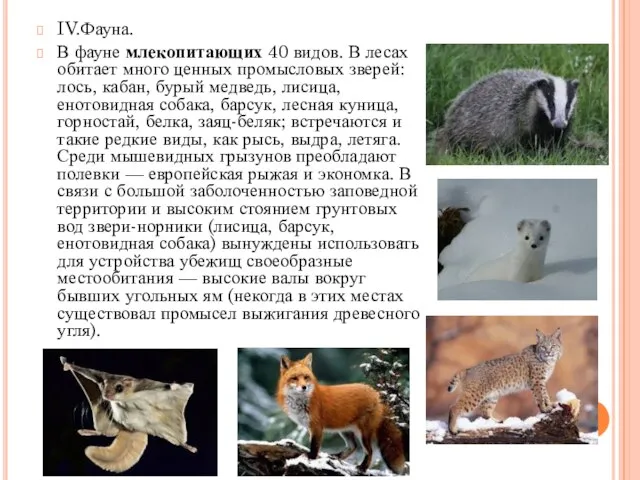 IV.Фауна. В фауне млекопитающих 40 видов. В лесах обитает много ценных