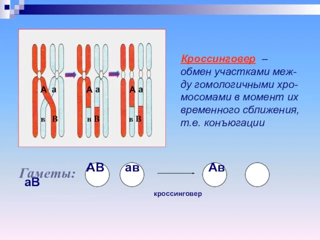 Кроссинговер – обмен участками меж-ду гомологичными хро-мосомами в момент их временного