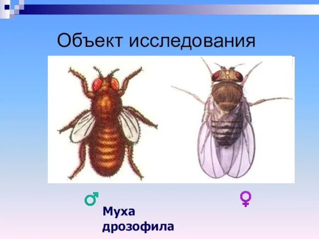 Объект исследования Муха дрозофила ♀ ♂