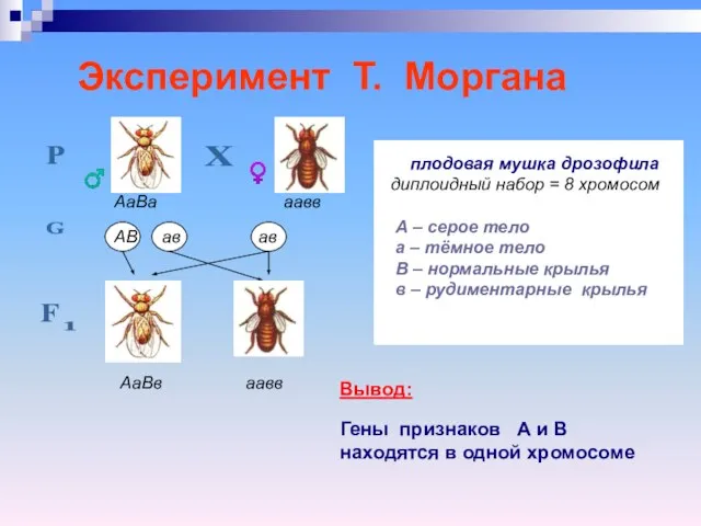 Эксперимент Т. Моргана плодовая мушка дрозофила диплоидный набор = 8 хромосом