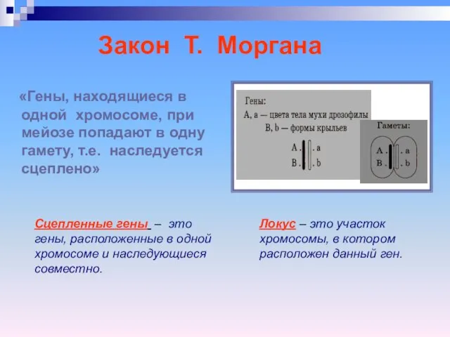 «Гены, находящиеся в одной хромосоме, при мейозе попадают в одну гамету,