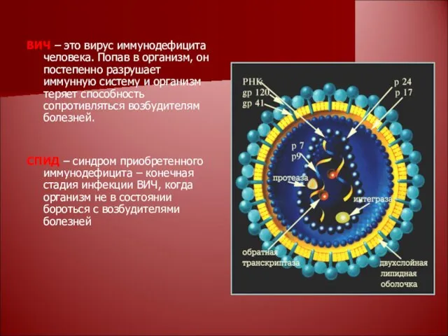 ВИЧ – это вирус иммунодефицита человека. Попав в организм, он постепенно