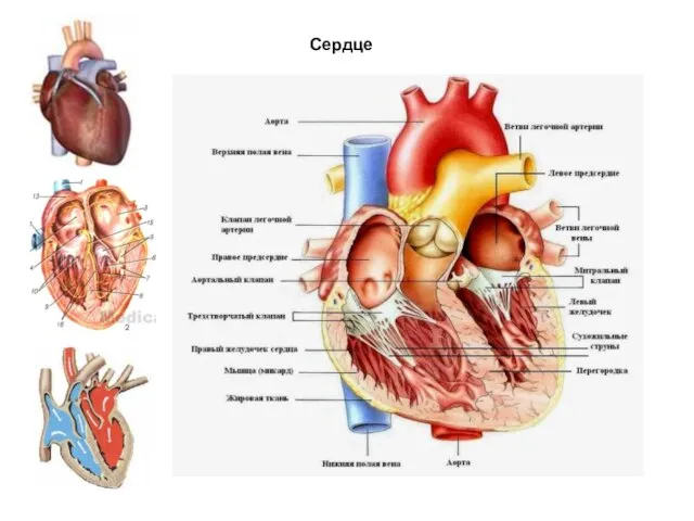 Сердце