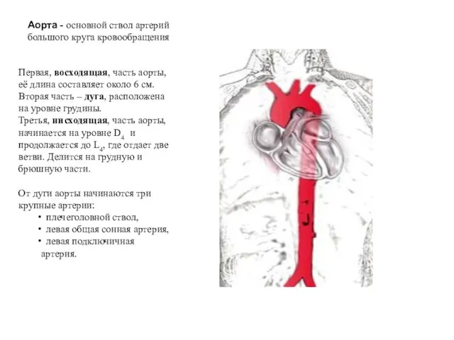 Аорта - основной ствол артерий большого круга кровообращения Первая, восходящая, часть