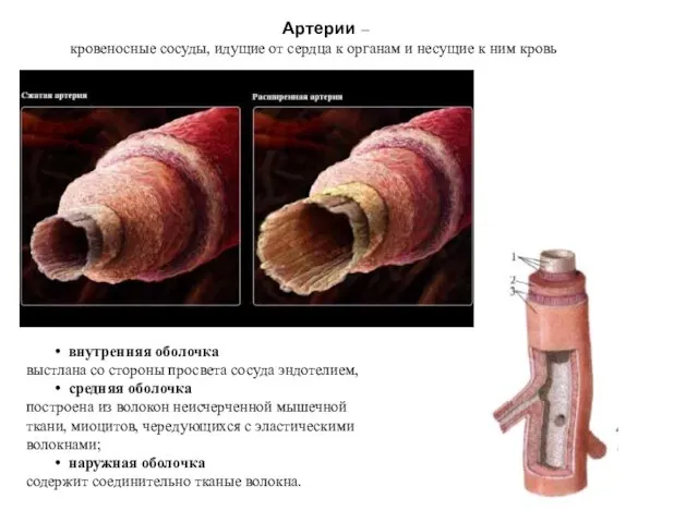 Артерии – кровеносные сосуды, идущие от сердца к органам и несущие