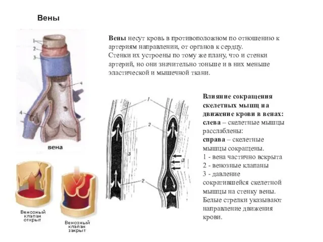 Вены Вены несут кровь в противоположном по отношению к артериям направлении,