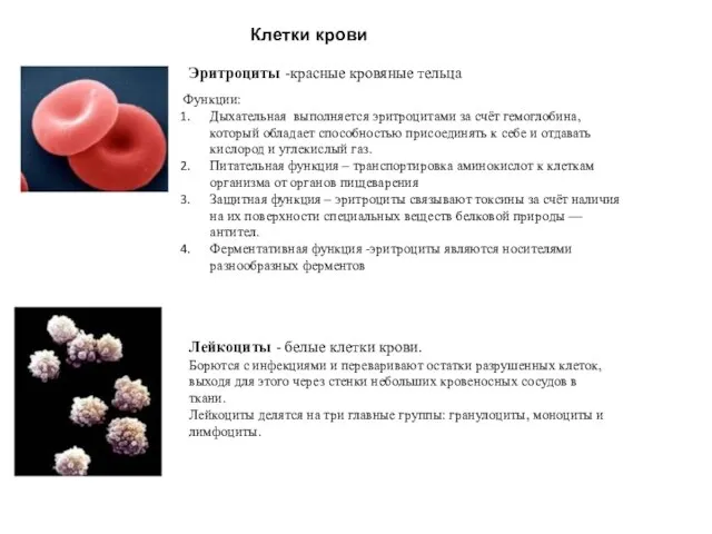 Клетки крови Эритроциты -красные кровяные тельца Функции: Дыхательная выполняется эритроцитами за