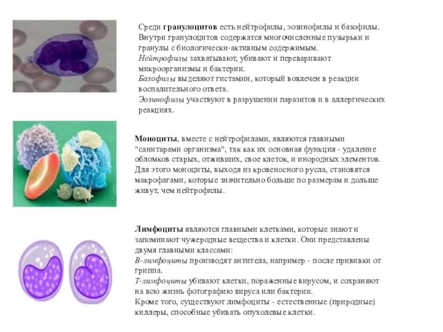 Среди гранулоцитов есть нейтрофилы, эозинофилы и базофилы. Внутри гранулоцитов содержатся многочисленные