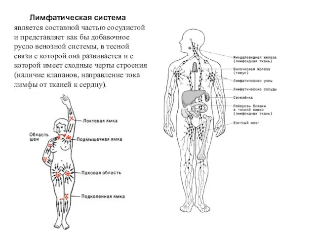 Лимфатическая система является составной частью сосудистой и представляет как бы добавочное