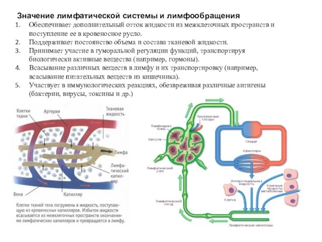 Значение лимфатической системы и лимфообращения Обеспечивает дополнительный отток жидкости из межклеточных