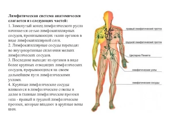 Лимфатическая система анатомически слагается из следующих частей: 1. Замкнутый конец лимфатического