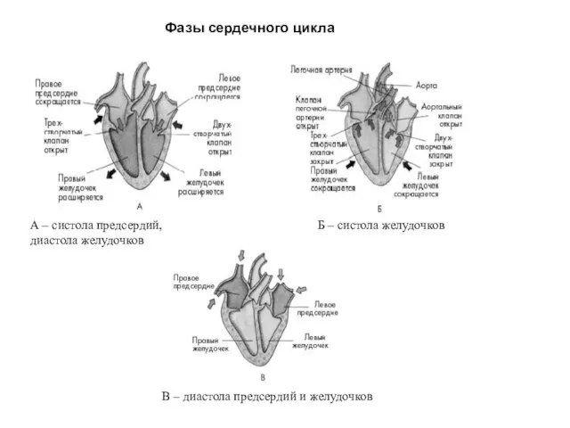 Фазы сердечного цикла А – систола предсердий, диастола желудочков Б –