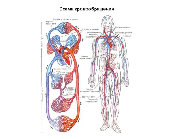 Схема кровообращения