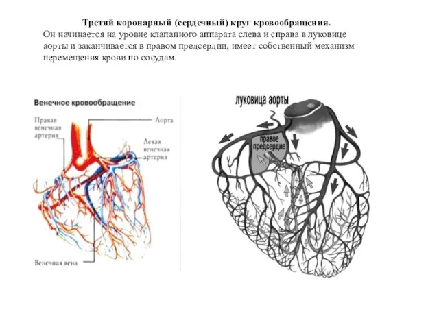 Третий коронарный (сердечный) круг кровообращения. Он начинается на уровне клапанного аппарата