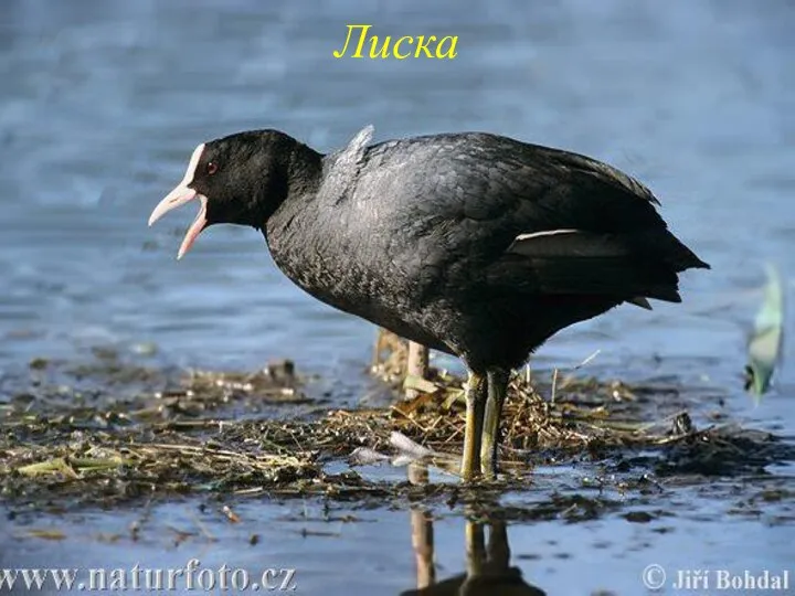 Лиска