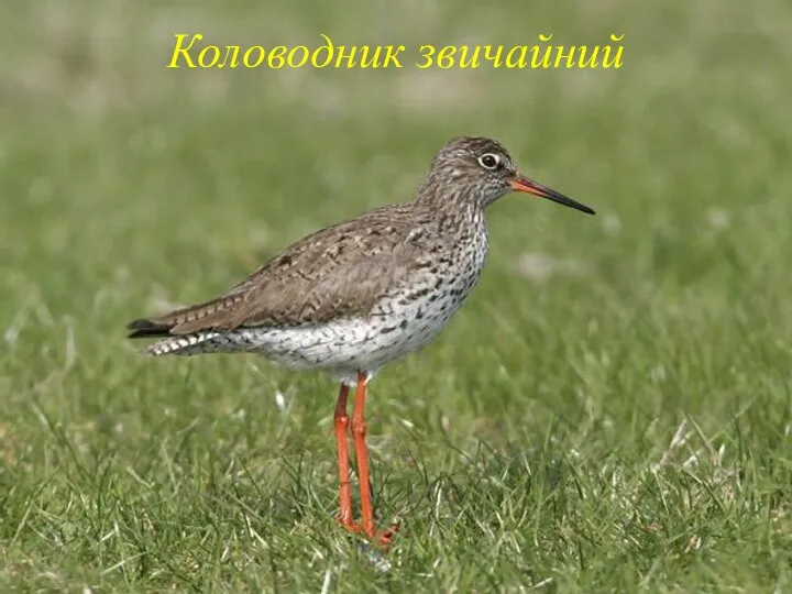 Коловодник звичайний