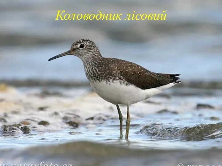 Коловодник лісовий