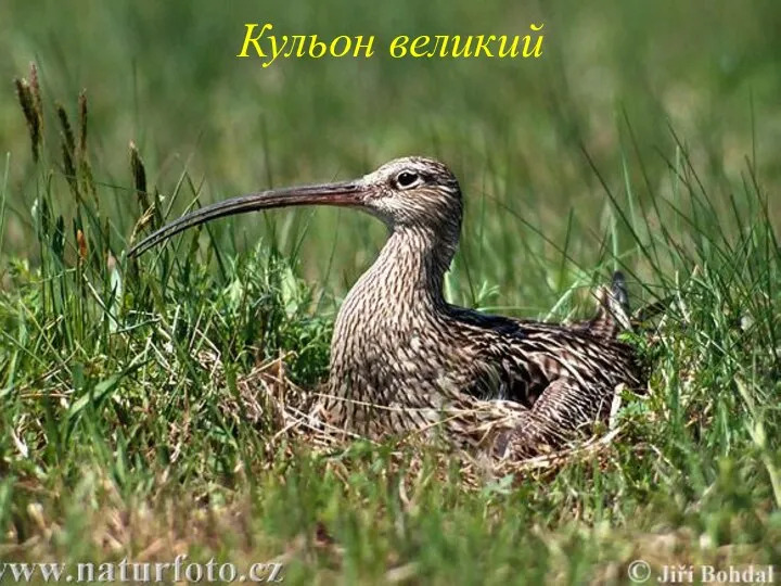 Кульон великий