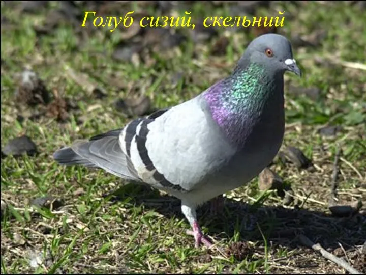 Голуб сизий, скельний