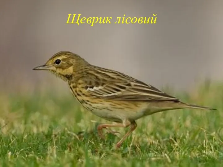 Щеврик лісовий