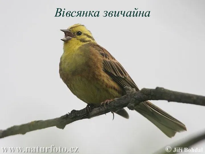 Вівсянка звичайна