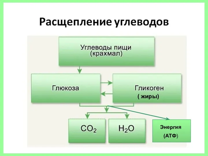 ( жиры) Энергия (АТФ)