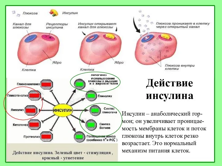 Действие инсулина Инсулин – анаболический гор-мон; он увеличивает проницае-мость мембраны клеток